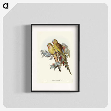 1-55_John-Gould_blk