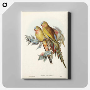 アートパネル-Princess of Wales's Parakeet
 - ジョン グールド Canvas.