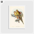 アートポストカード-Princess of Wales's Parakeet
 - ジョン グールド Postcard.