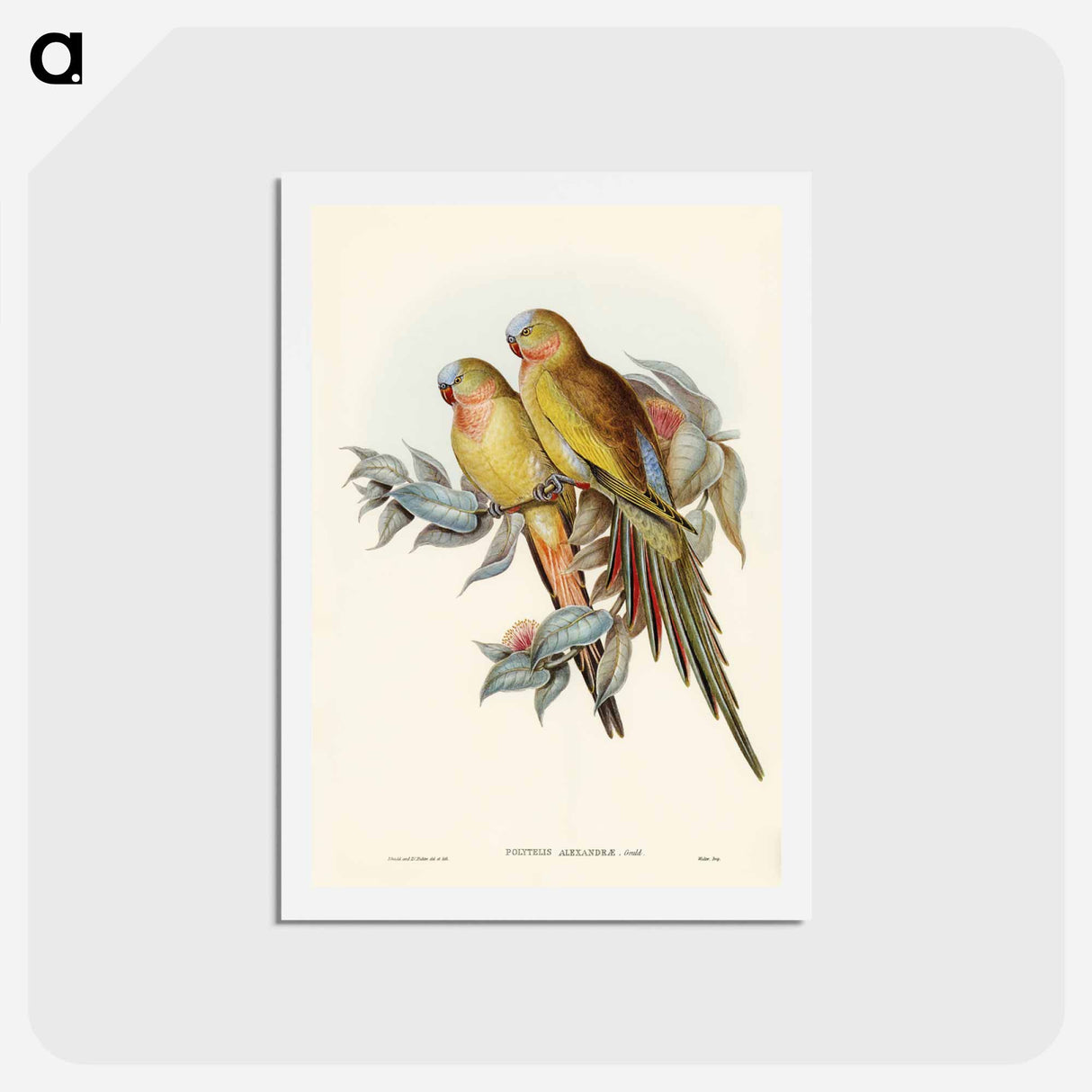 アートポストカード-Princess of Wales's Parakeet
 - ジョン グールド Postcard.