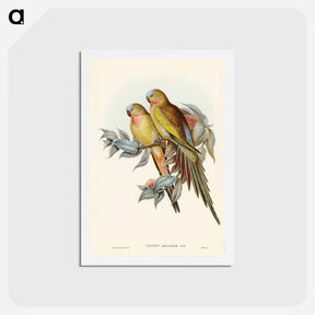 アートポストカード-Princess of Wales's Parakeet
 - ジョン グールド Postcard.