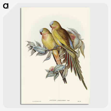 1-55_John-Gould_picture-crop