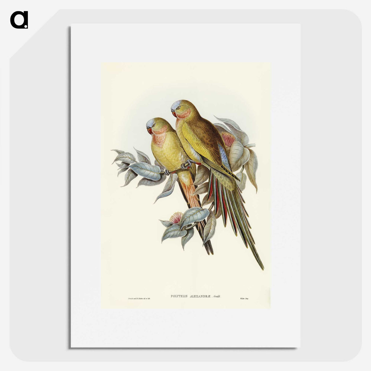 1-55_John-Gould_picture