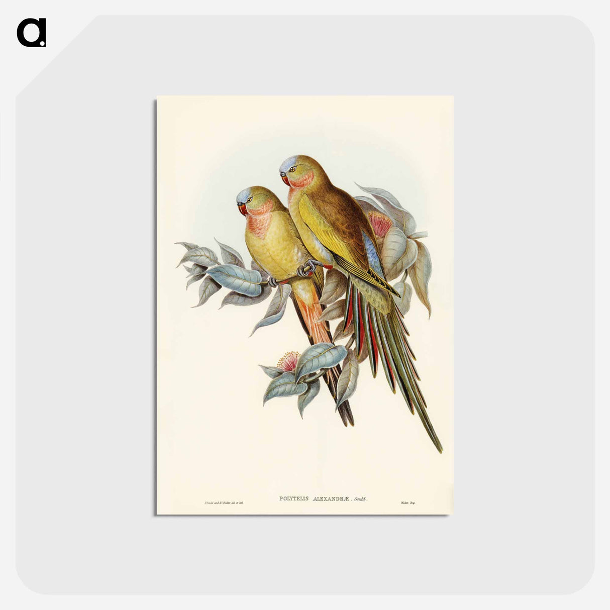 アートポストカード-Princess of Wales's Parakeet
 - ジョン グールド Postcard.