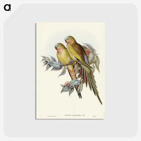 1-55_John-Gould_postcard