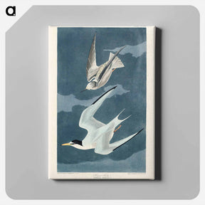アートパネル-Lesser Tern
 - ジョン ジェームス オーデュボン Canvas.