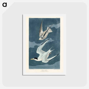 アートポストカード-Lesser Tern
 - ジョン ジェームス オーデュボン Postcard.