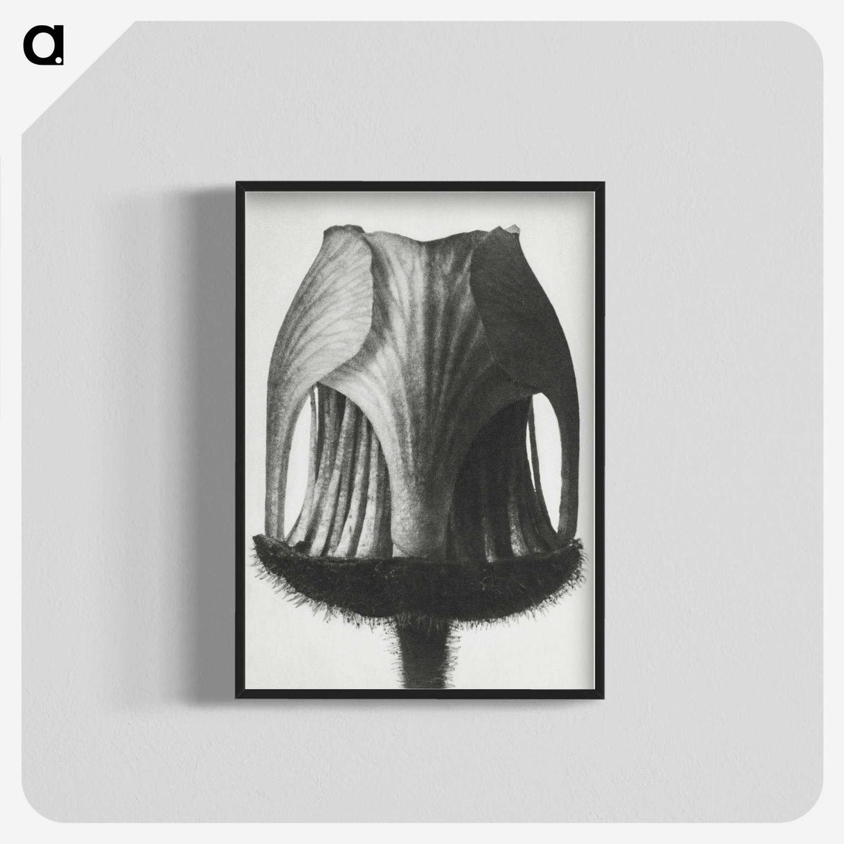 1-55_Karl-Blossfeldt_blk-crop