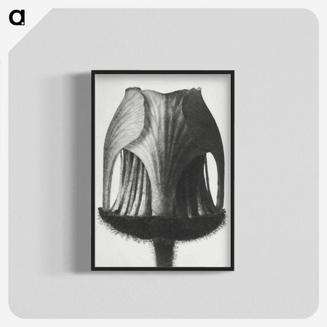 1-55_Karl-Blossfeldt_blk-crop