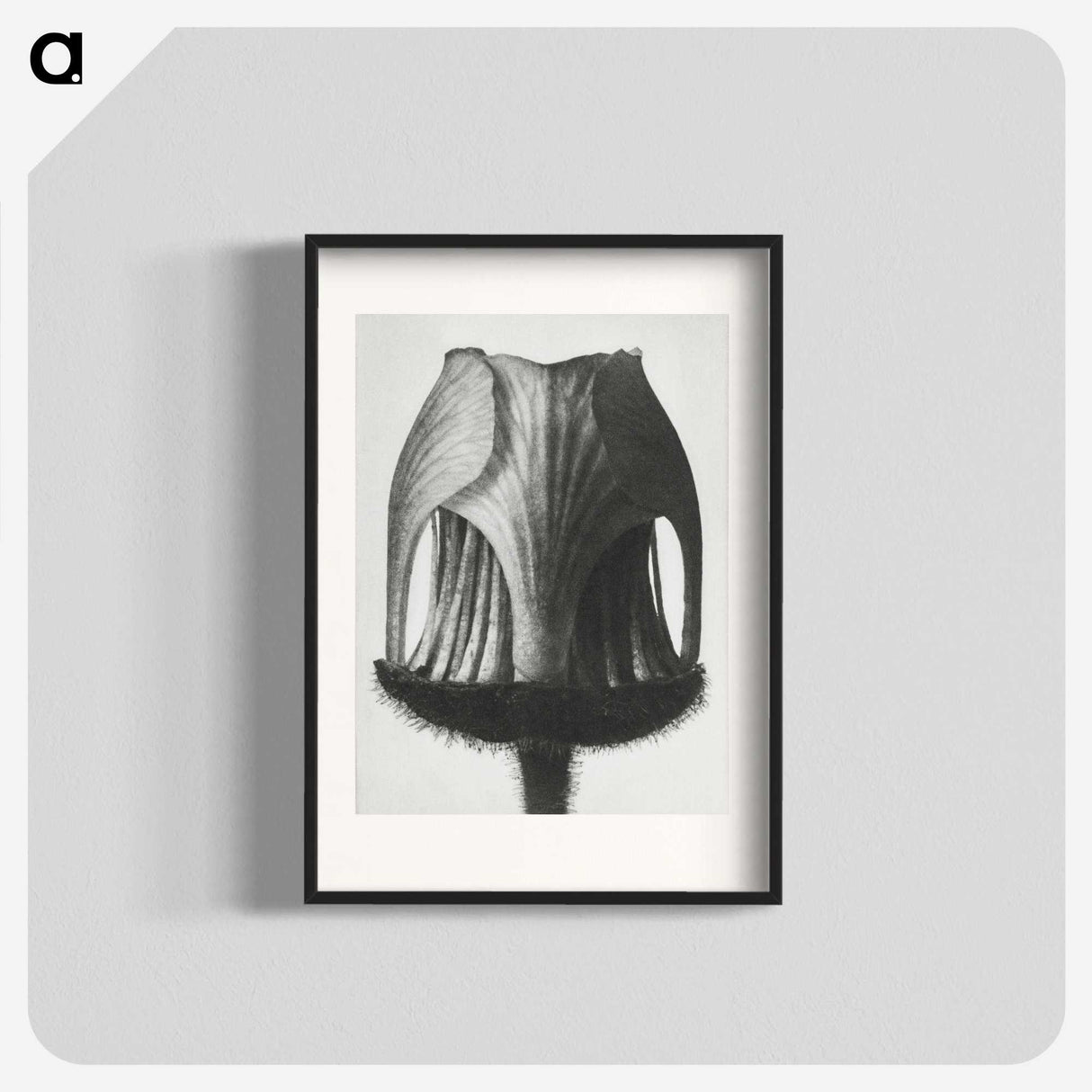 1-55_Karl-Blossfeldt_blk