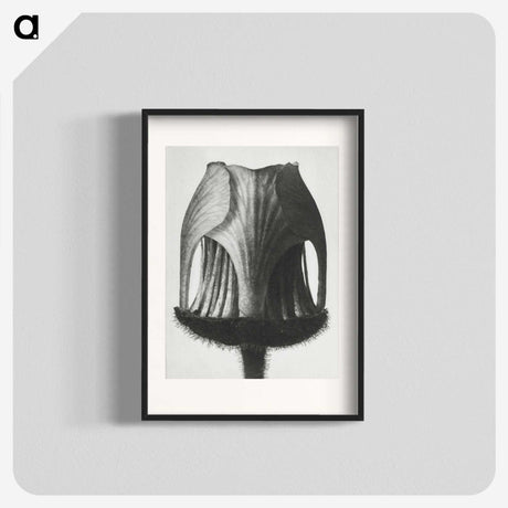 1-55_Karl-Blossfeldt_blk