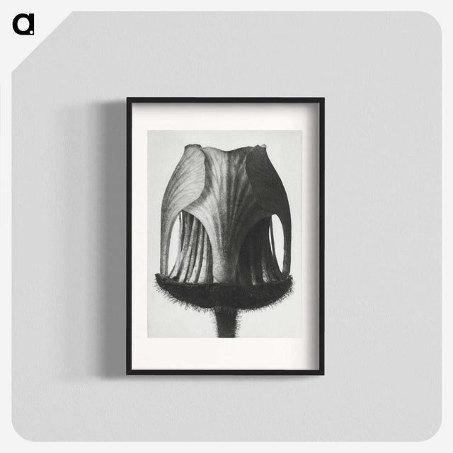 1-55_Karl-Blossfeldt_blk