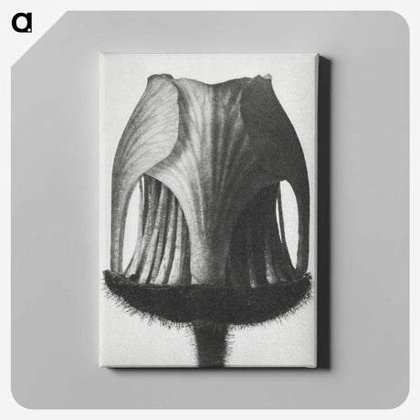 1-55_Karl-Blossfeldt_canvas