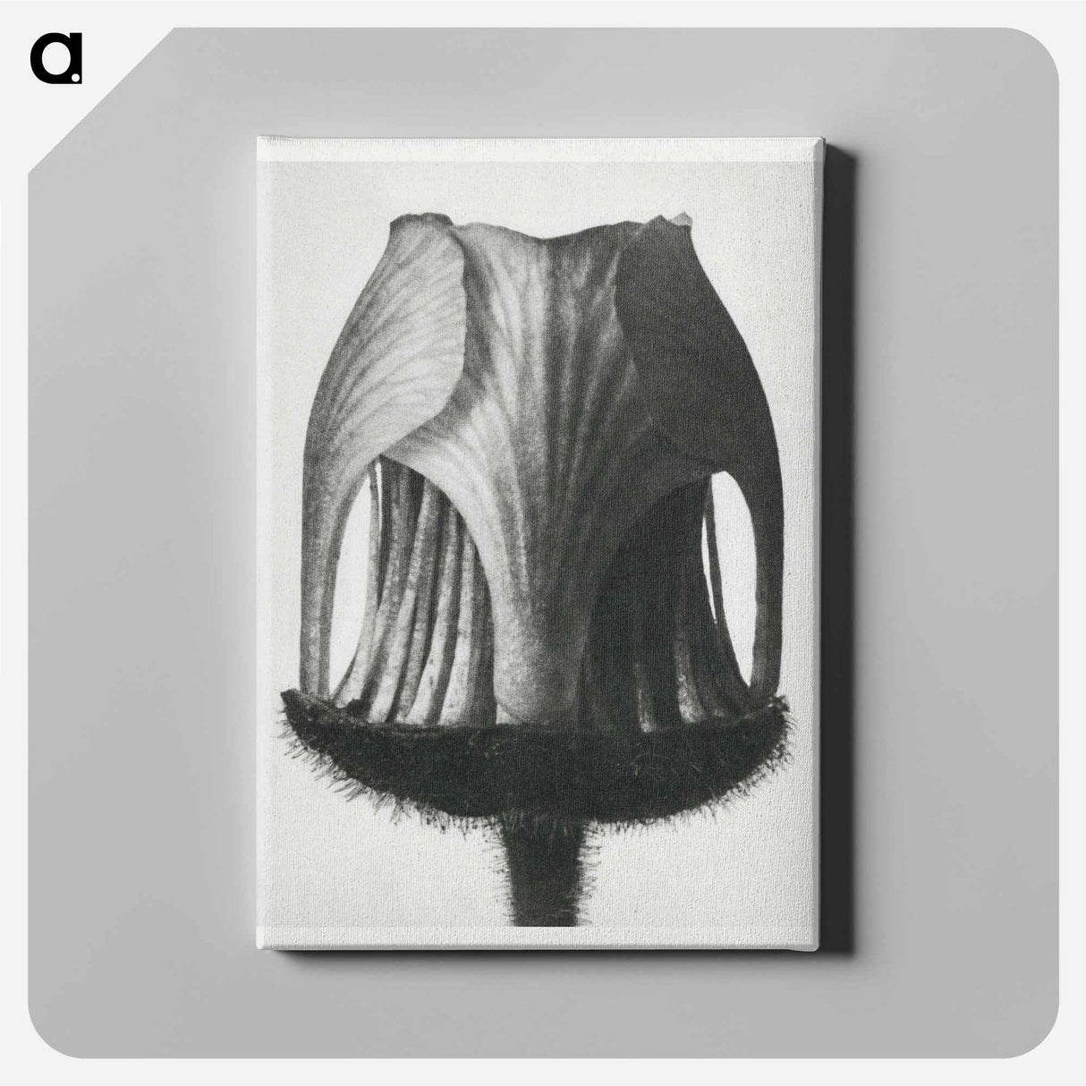 Geum Rivale - Karl Blossfeldt Canvas.