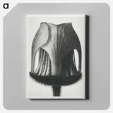 Geum Rivale - Karl Blossfeldt Canvas.