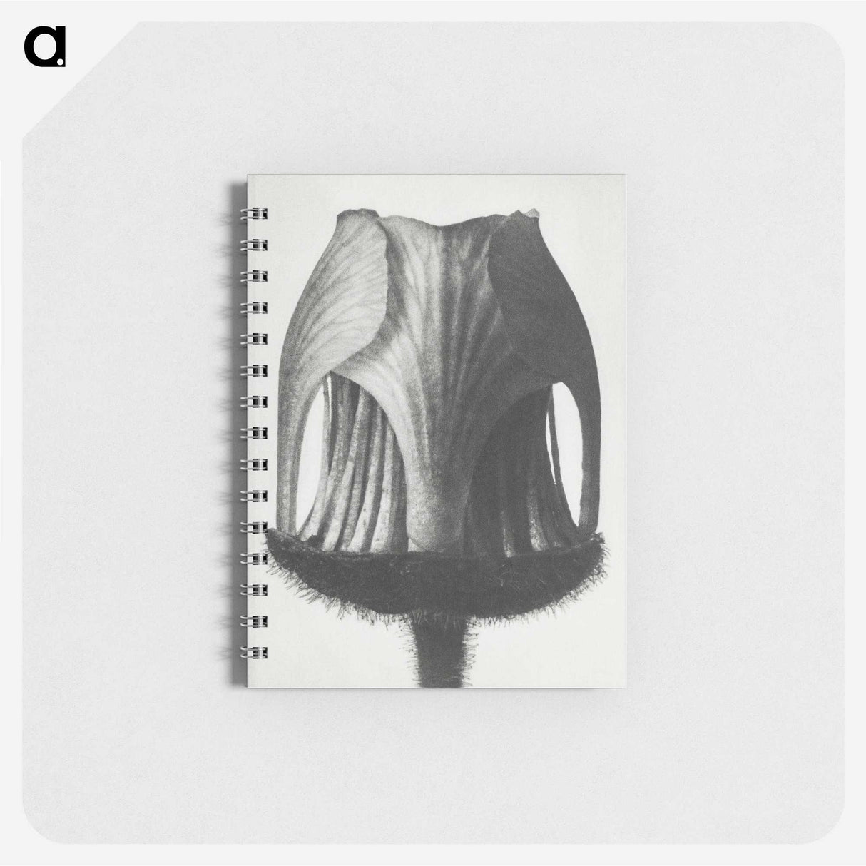 1-55_Karl-Blossfeldt_memo