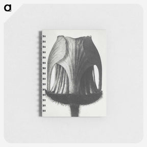 1-55_Karl-Blossfeldt_memo