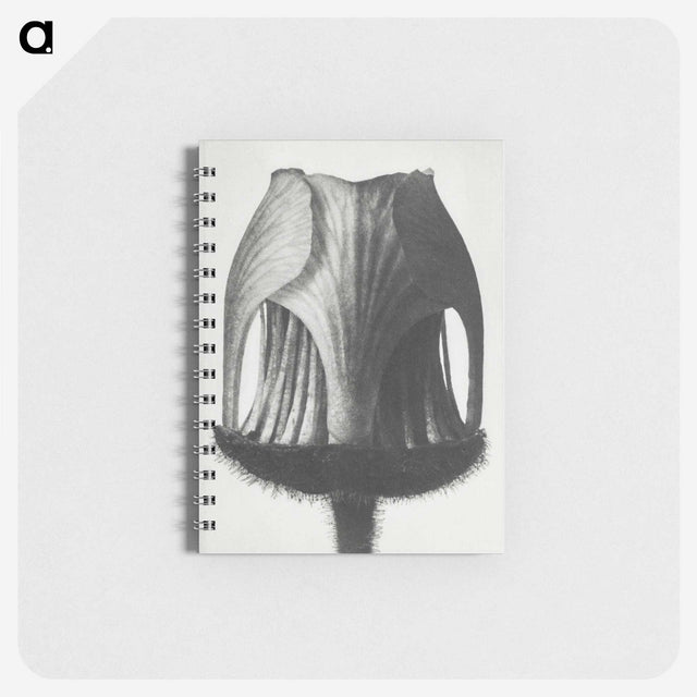 1-55_Karl-Blossfeldt_memo