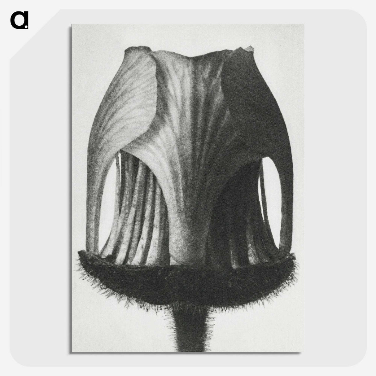 1-55_Karl-Blossfeldt_picture-crop