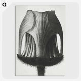 1-55_Karl-Blossfeldt_picture-crop
