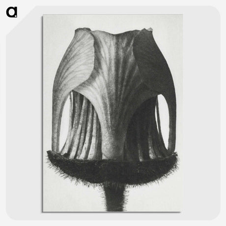 1-55_Karl-Blossfeldt_picture-crop