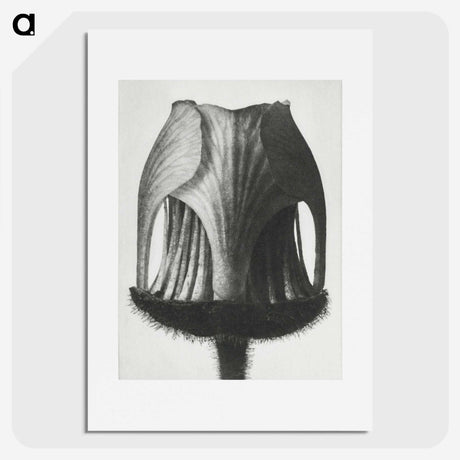 1-55_Karl-Blossfeldt_picture