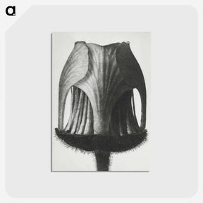 1-55_Karl-Blossfeldt_postcard