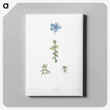 1-55_La-Botanique_canvas