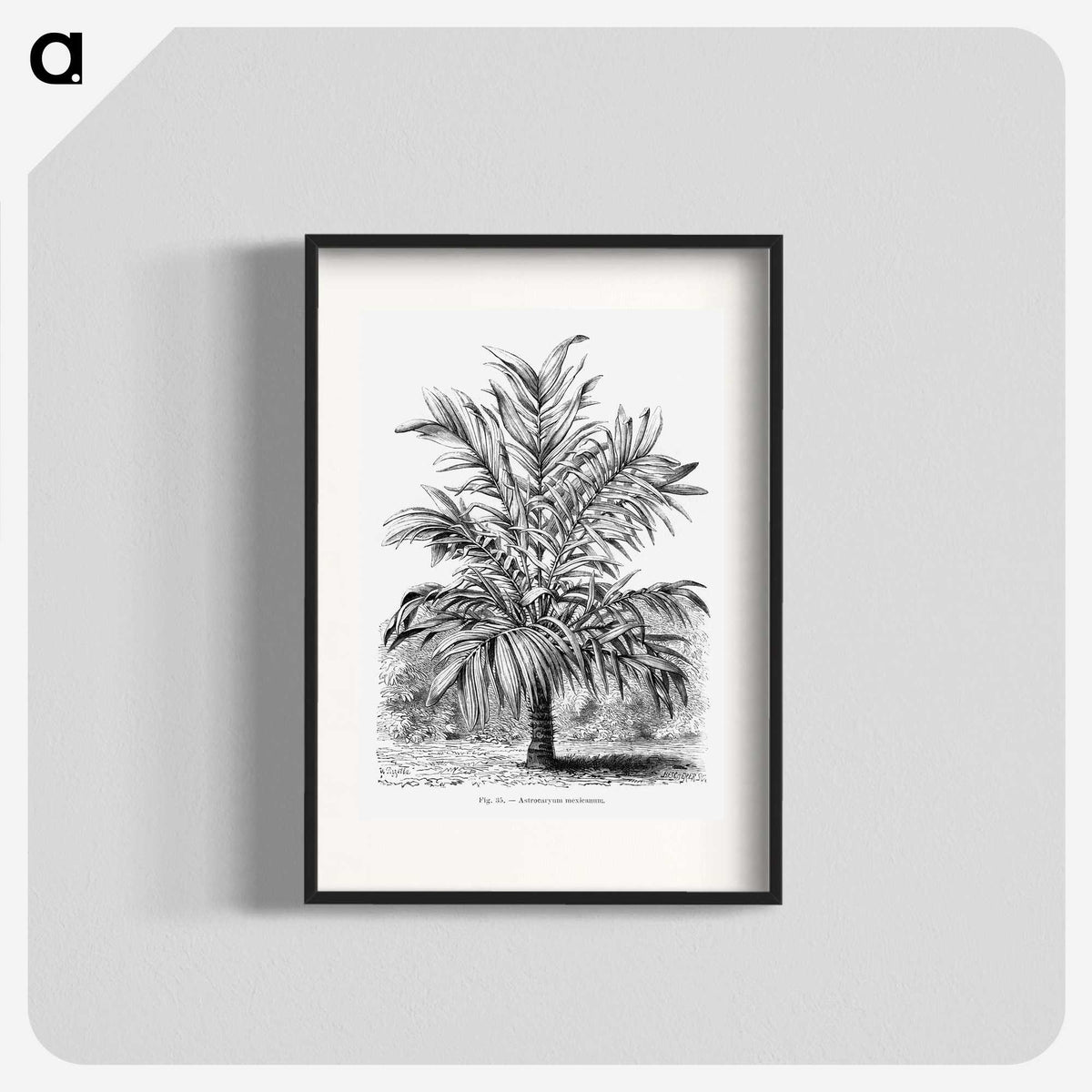 1-55_Les-Palmiers-Histoire-Iconographique_blk