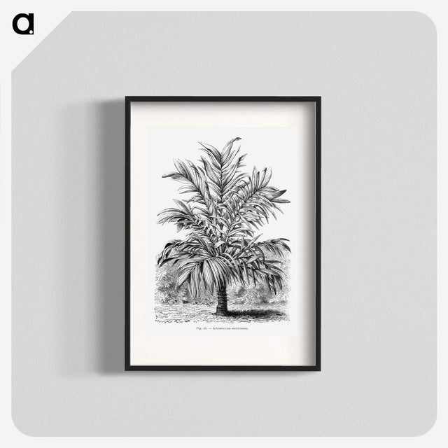 1-55_Les-Palmiers-Histoire-Iconographique_blk