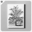 1-55_Les-Palmiers-Histoire-Iconographique_canvas