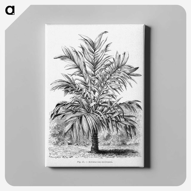 1-55_Les-Palmiers-Histoire-Iconographique_canvas