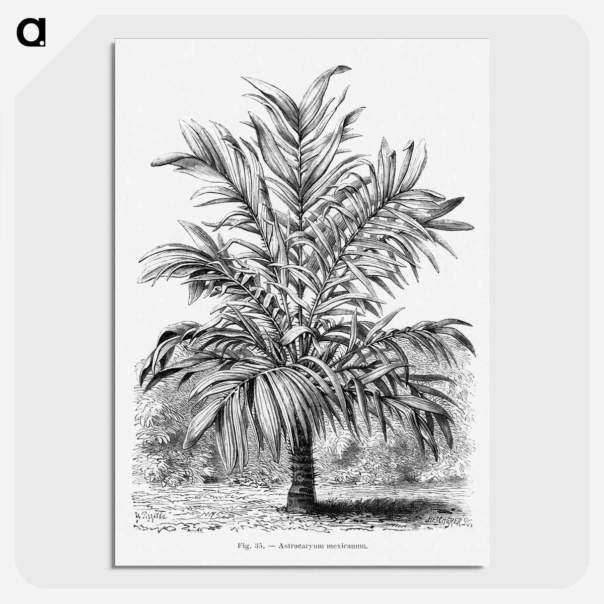 1-55_Les-Palmiers-Histoire-Iconographique_picture-crop