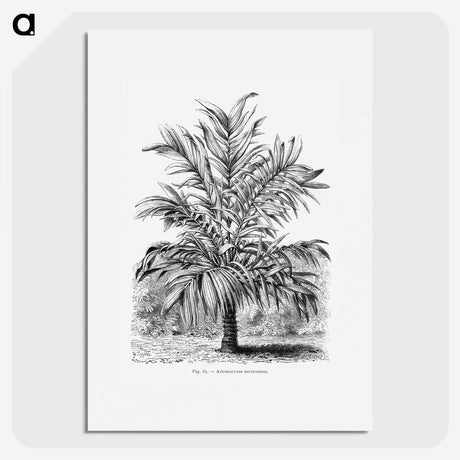 1-55_Les-Palmiers-Histoire-Iconographique_picture