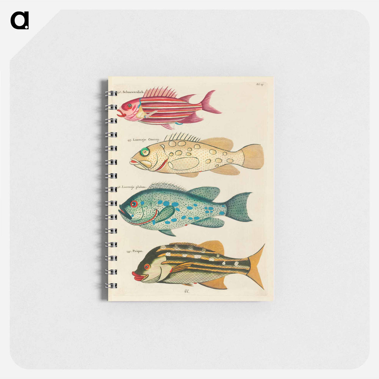Moluccan Fishes
 - Louis Renard Memo.