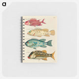 Moluccan Fishes
 - Louis Renard Memo.