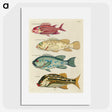 1-55_Louis-Renard_picture