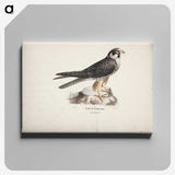 1-55_Magnus-von-Wright_canvas