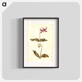アートポスター-Erythronium dens-canis
 - マリア ジビーラ メーリアン Poster.
