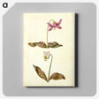 1-55_Maria-Sibylla-Merian_canvas