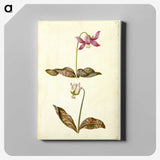 1-55_Maria-Sibylla-Merian_canvas