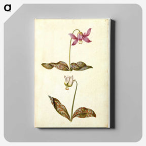 1-55_Maria-Sibylla-Merian_canvas