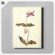 アートパネル-Erythronium dens-canis
 - マリア ジビーラ メーリアン Canvas.
