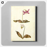 アートパネル-Erythronium dens-canis
 - マリア ジビーラ メーリアン Canvas.