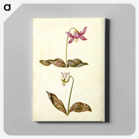 アートパネル-Erythronium dens-canis
 - マリア ジビーラ メーリアン Canvas.