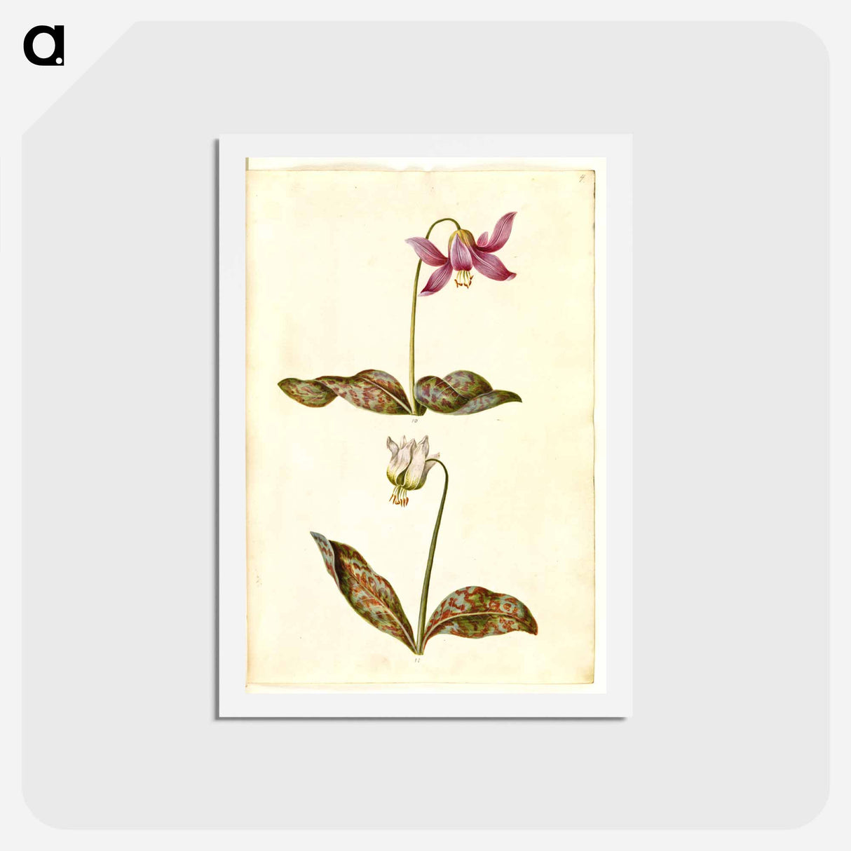 アートポストカード-Erythronium dens-canis
 - マリア ジビーラ メーリアン Postcard.