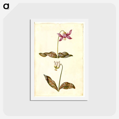 アートポストカード-Erythronium dens-canis
 - マリア ジビーラ メーリアン Postcard.