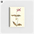 1-55_Maria-Sibylla-Merian_memo
