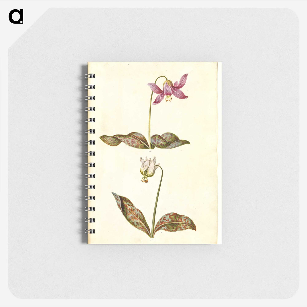 1-55_Maria-Sibylla-Merian_memo