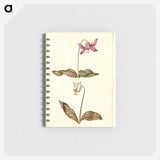 1-55_Maria-Sibylla-Merian_memo